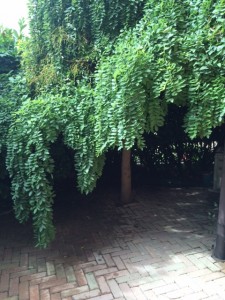 giardino