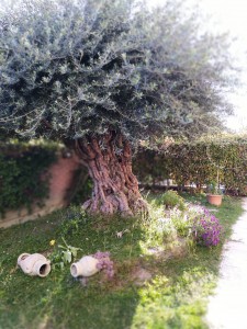 4 -giardino